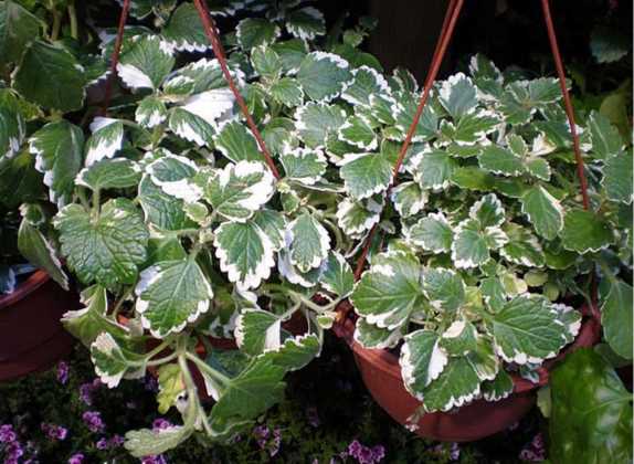 planta de incienso como cuidarla